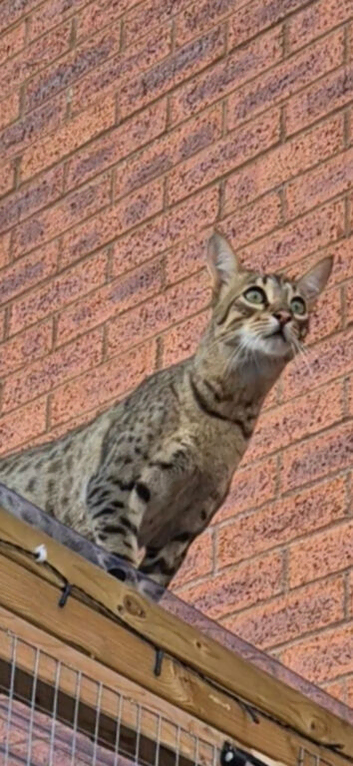 Koji my savannah.