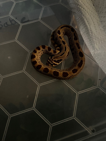 Male Hognose