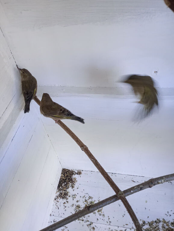 British green finches