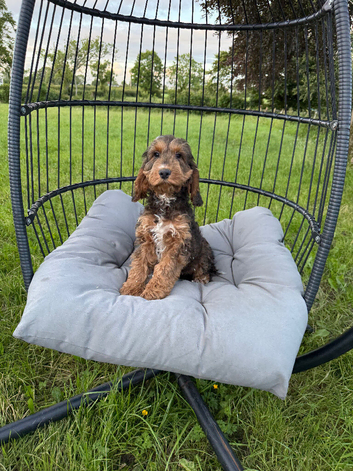 Stunning cockapoo puppy boy available ready now