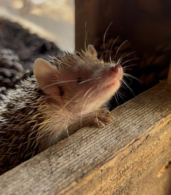 Baby tenrec
