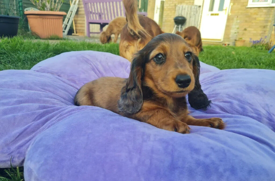 Miniature Dachshund Puppies