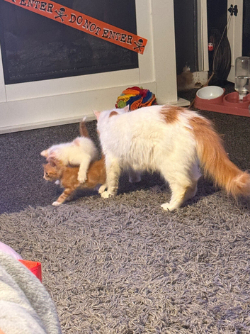 2 gorgeous male kittens for sale