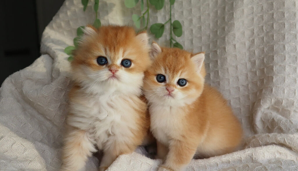 Golden Ny11 Champion Shorthair & Longhair Kittens