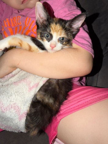 Kittens