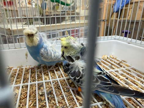Hagoromo pair