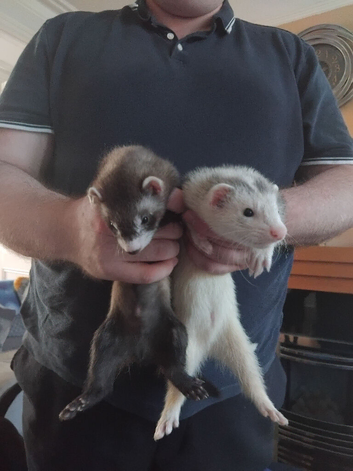 2 Baby hobs (Male) for sale