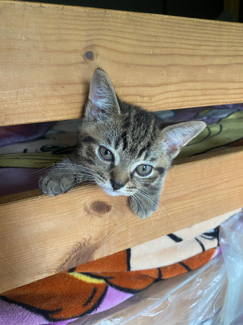 British Shorthair mix Kittens