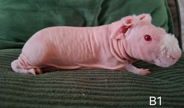 Skinny Pigs