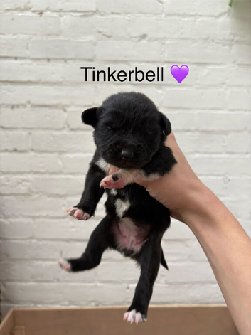 Cocker Spaniel x Border Kelpie