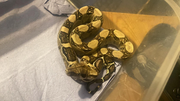 5 month old male ANERY BOA