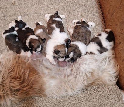 Pure bred shih tzu puppies here in Cardiff