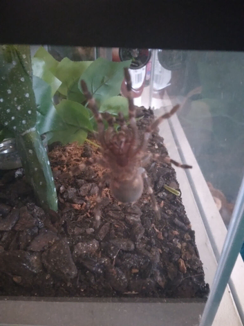 Brazil white knee spider with viv