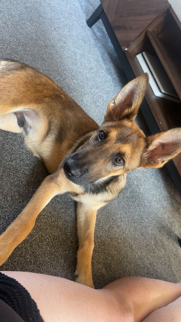 6 1/2 Month male puppy