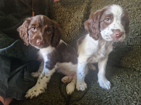 2 boys available