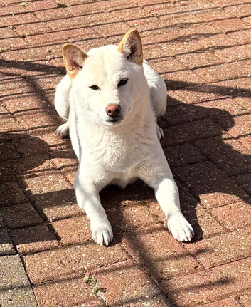 Japanese Shiba Inu
