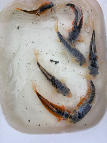 5 - 8 inch koi carp