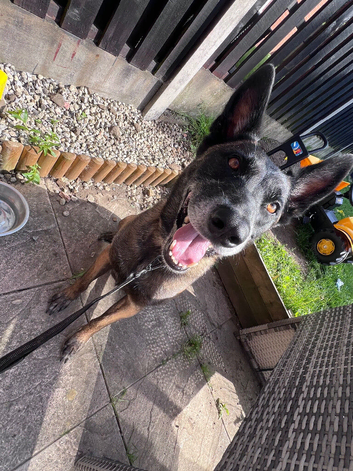 Malinois for sale