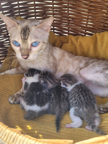 Kittens-half bengals kittens ready for a new home.