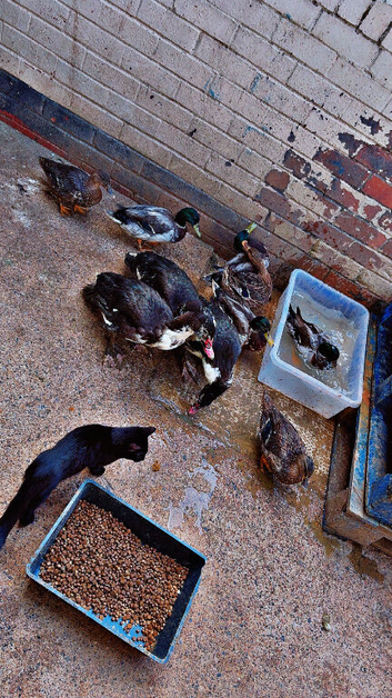 Mallard and Muscovy drakes for sale
