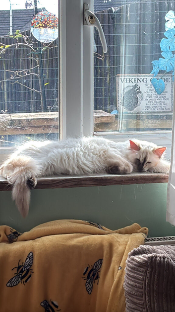 Ragdoll female Tortie with papers