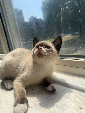 Siamese kitten