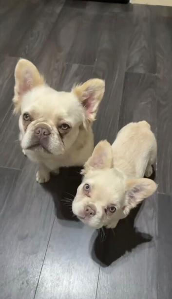 Fluffy French Bulldog