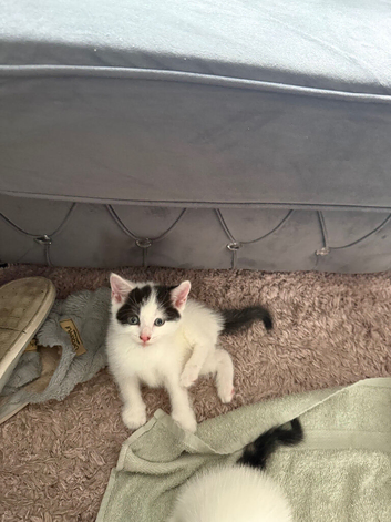 3 kittens for sale