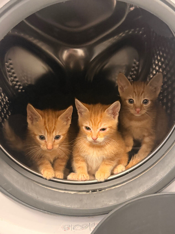 Kittens for rehome
