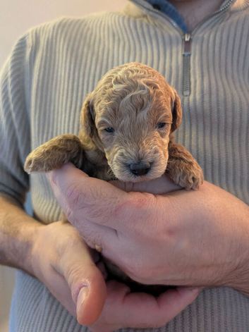 Beautiful Apricot Toy Poodle Puppy