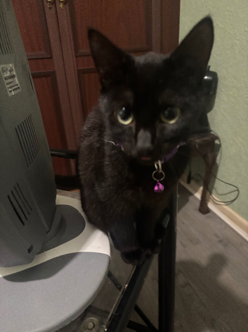 Black kittens ( negotiable)