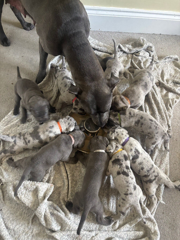 MERLE & BLUE CANE CORSO PUPPIES