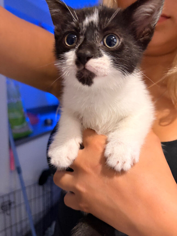 Kittens ready to leave
