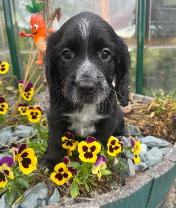 Ready now KC reg cocker spaniel pups