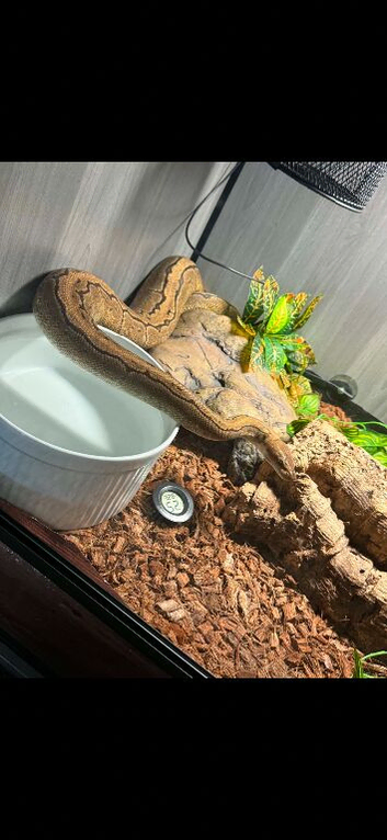 Female ball python and set up