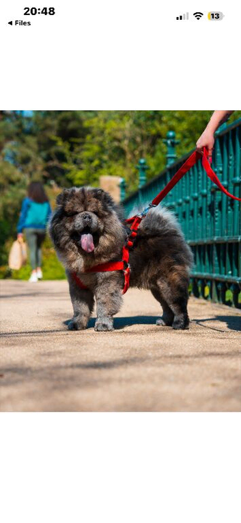 Black Fawn Merle Chowchow