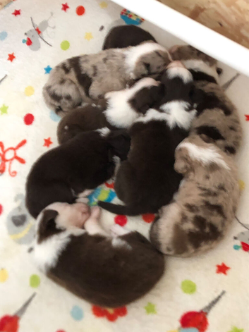 At a great new price &pound;500 I have 4 red and white puppies left available from a stunning mixed litter of border collies.