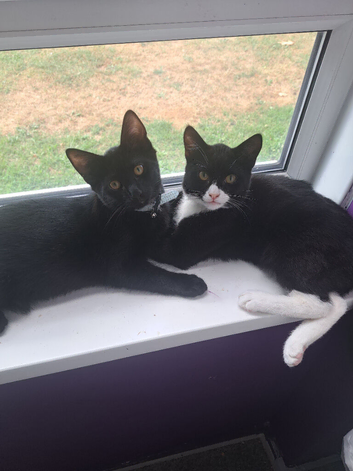 Two 6 month old kittens needing a new home