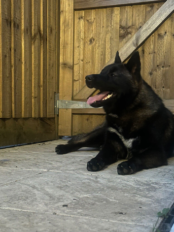 akita