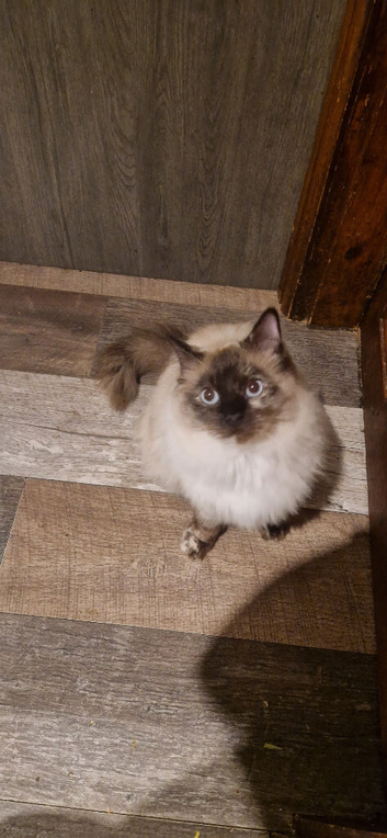 Ragdoll for rehoming