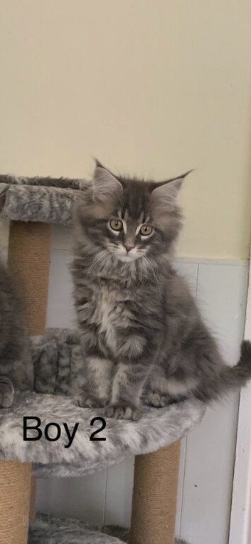 Maine coon kittens