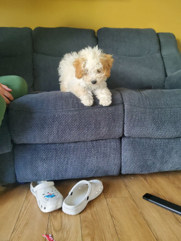 Cockapoo