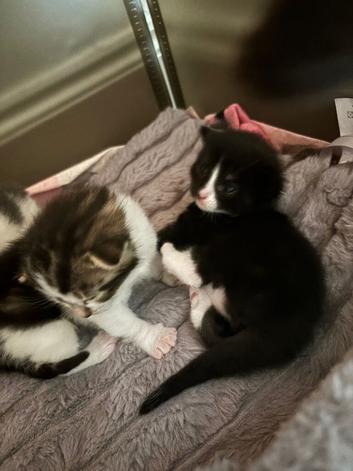 Last remaining kitten
