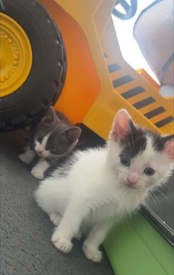 Male kittens