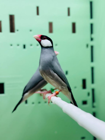 Java finches