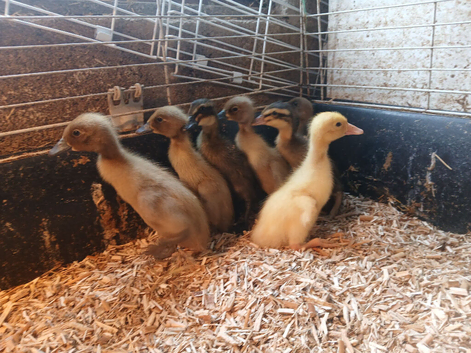 Indian runner ducklings x7