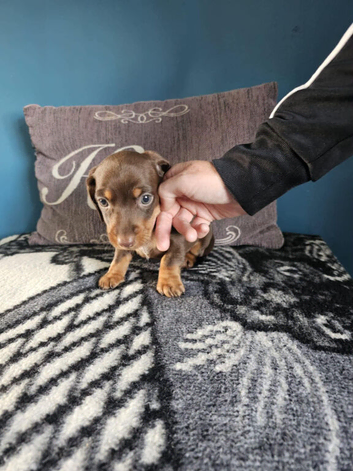 Miniture  dashunds for sale 8 weeks old one female left