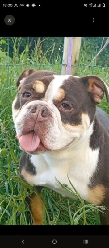 Old English bulldog