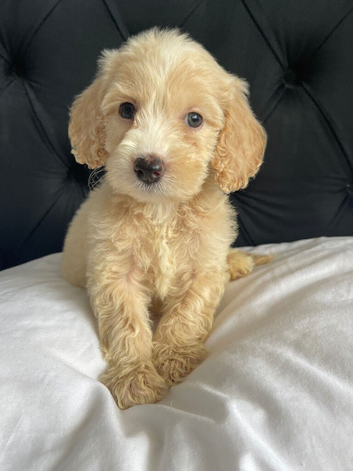 F1 cockapoo puppies