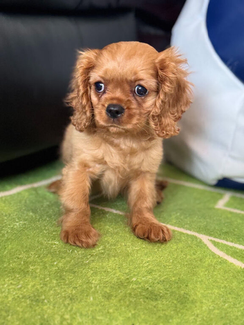 Ruby King Charles Cavalier Health Tested